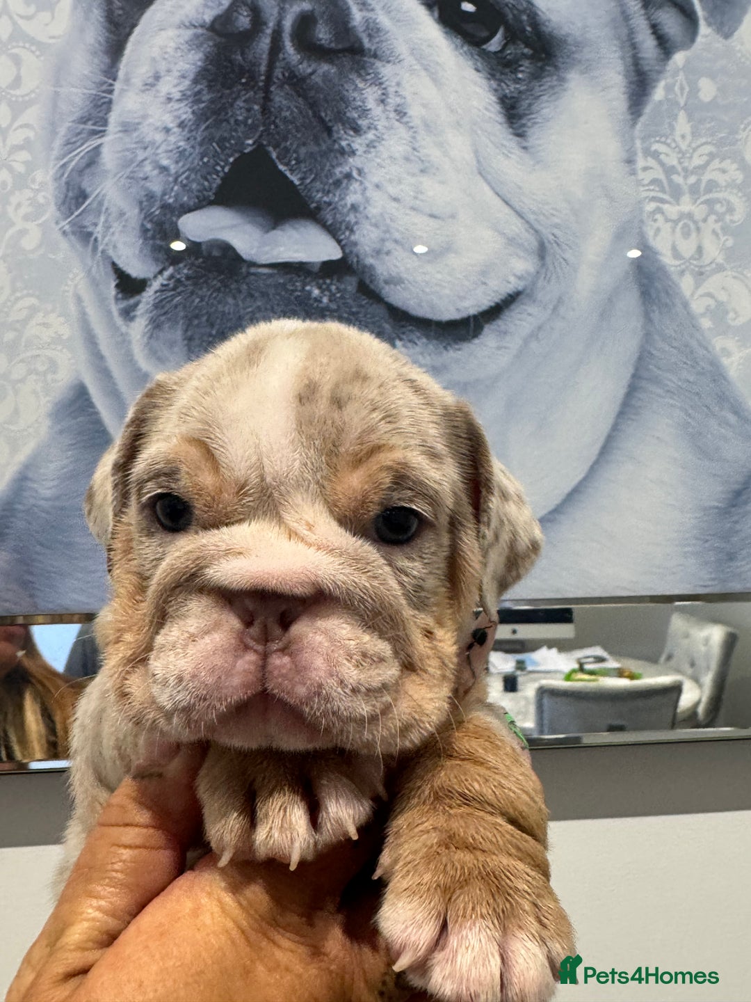 English Bulldog dogs for sale: English bulldog puppies  - Image 10