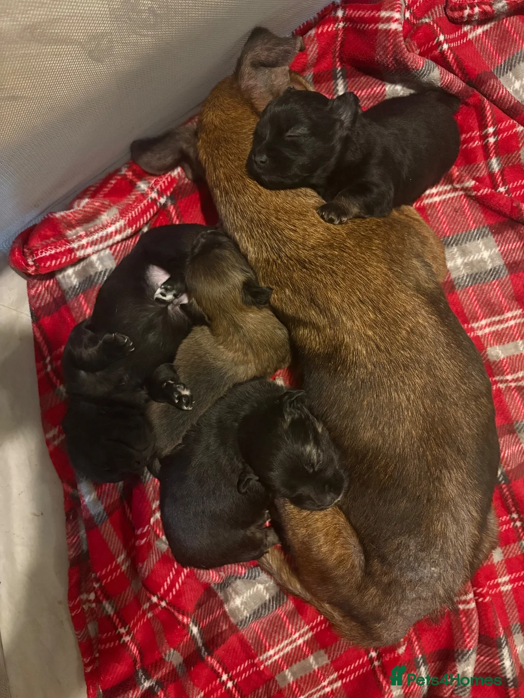 Jack Chi dogs for sale: Jac chi in Poole - Advert 1