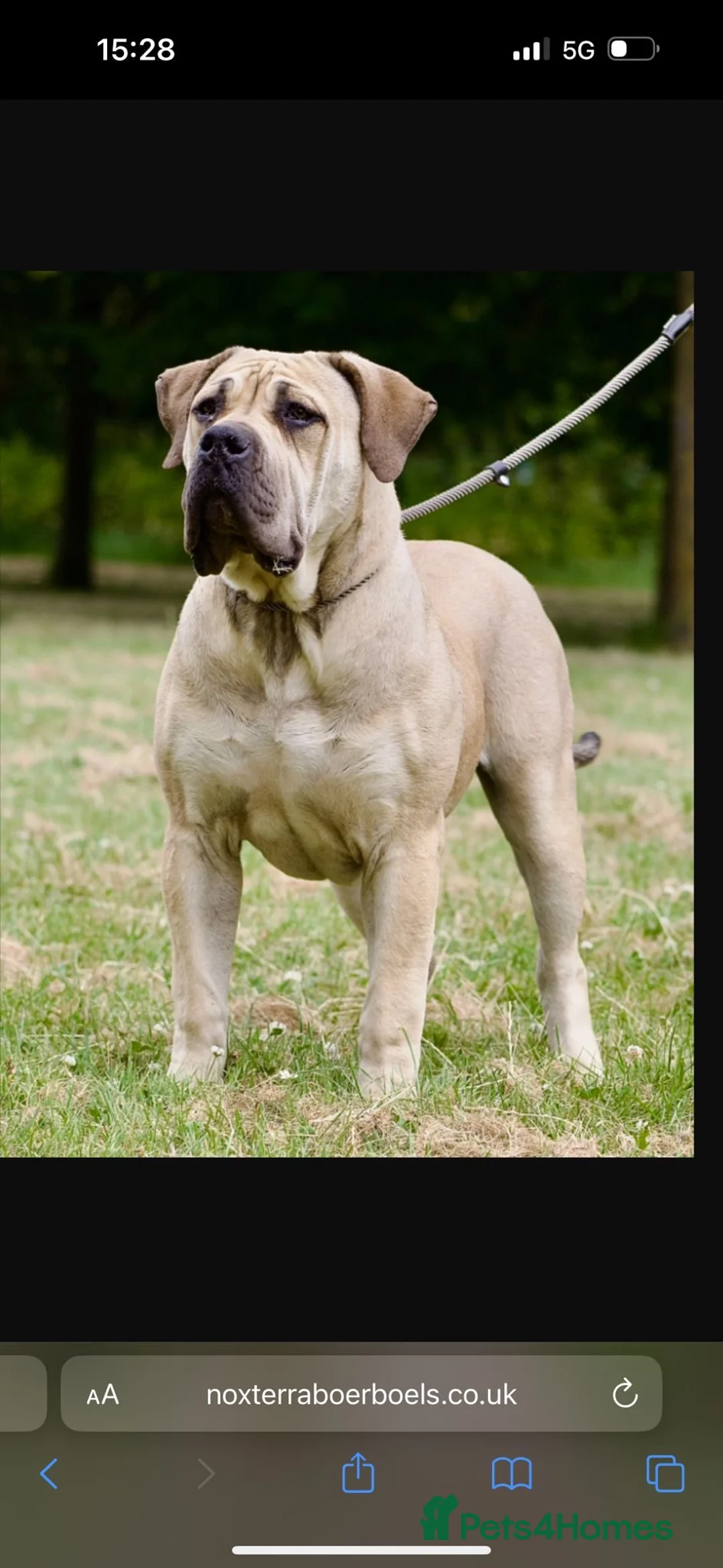 Boerboel dogs for sale: 2yo female boerboel in Bedford - Advert 11