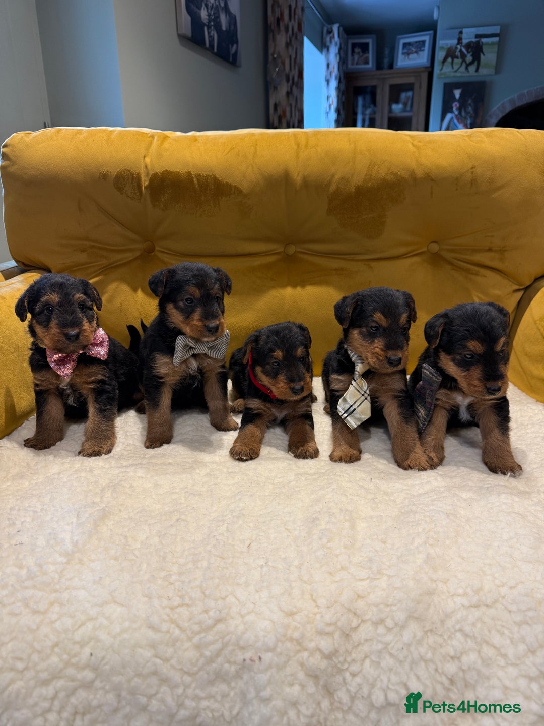 Mixed Breed dogs for sale: Airedale puppies  - Advert 8