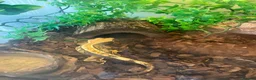 Gecko reptiles for sale: Harlequin gecko in Biggleswade - Advert 6