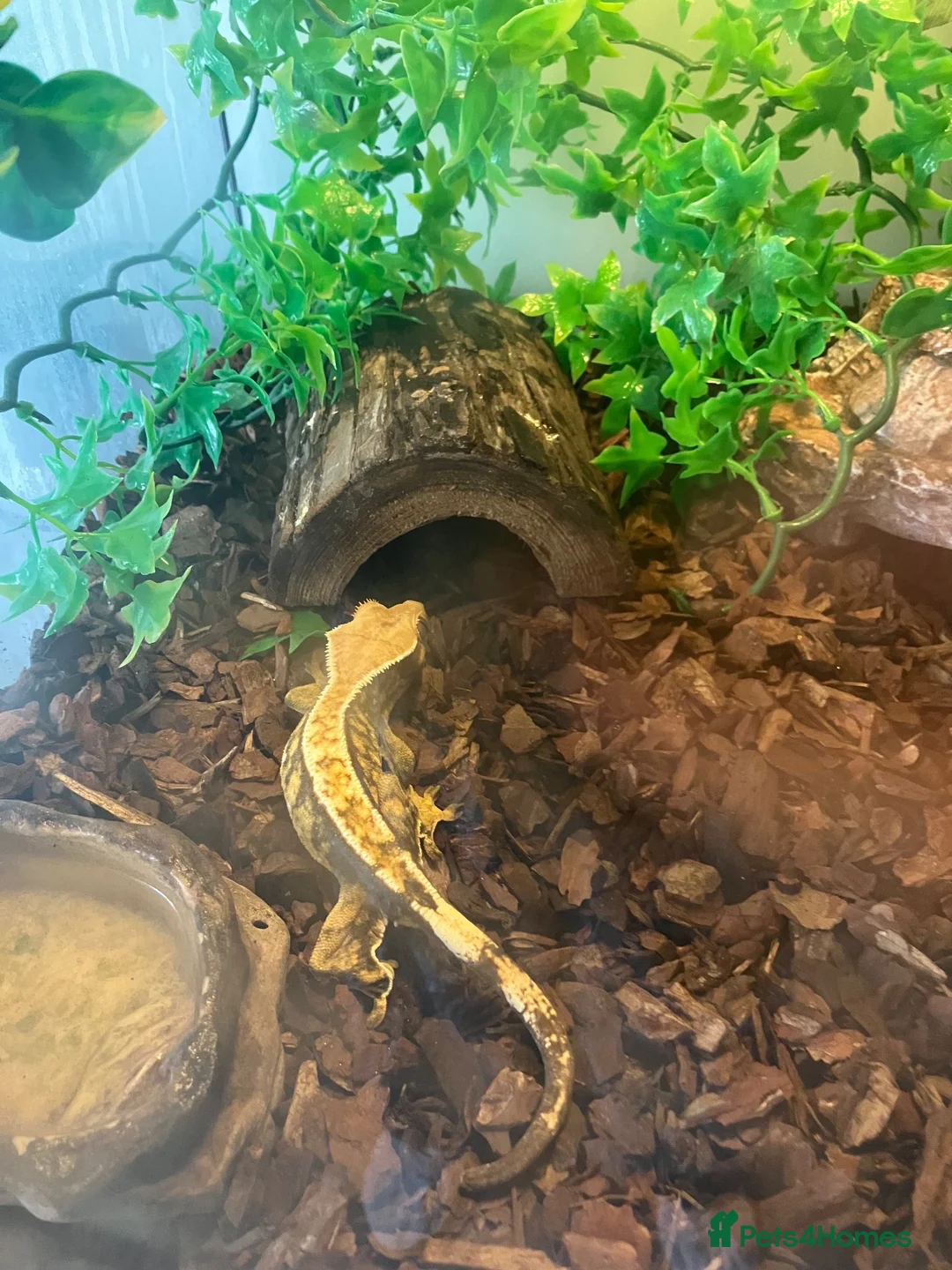 Gecko reptiles for sale: Harlequin gecko in Biggleswade - Advert 6