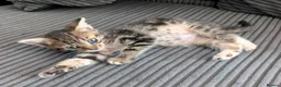 Mixed Breed cats for sale: Kitten  - Advert 8