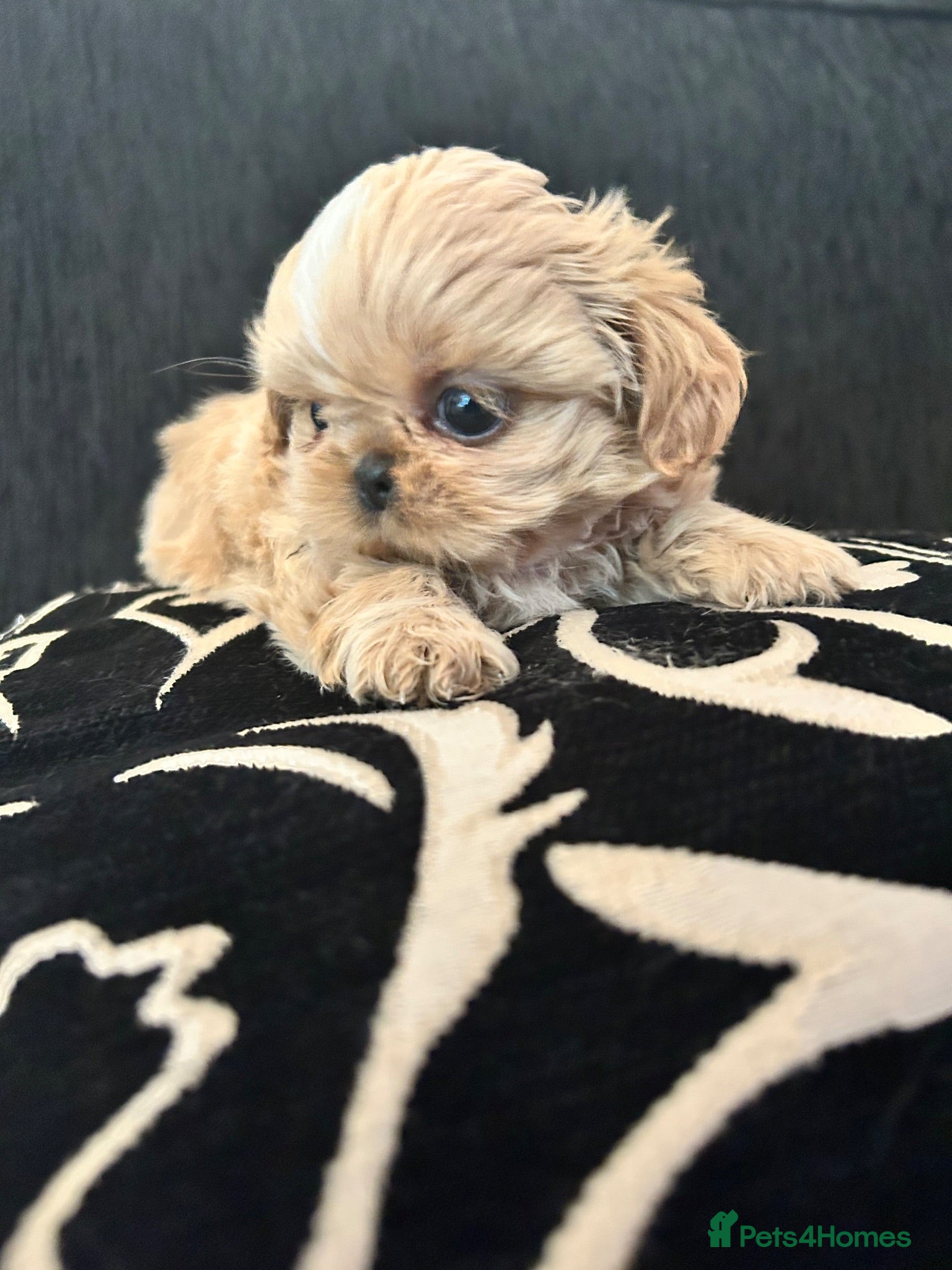 Shih Tzu dogs 3 perfect imperial Shih Tzu girls  - Advert 1