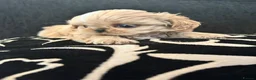 Shih Tzu dogs for sale: 3 perfect imperial Shih Tzu girls  in Tredegar - Advert 1