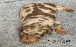 Dachshund dogs for sale: Miniature short haired Dapple dachshund puppies - Image 8