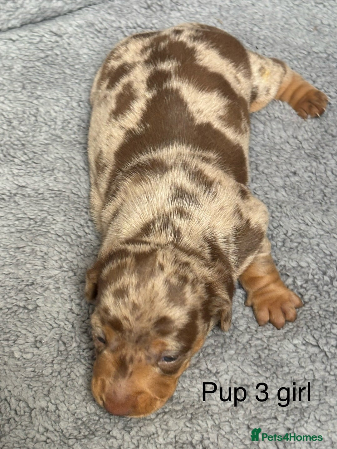 Dachshund dogs for sale: Miniature short haired Dapple dachshund puppies - Image 8