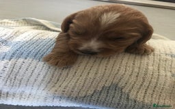 Mixed Breed dogs for sale: Health tested Australian Labradoodles - Image 11