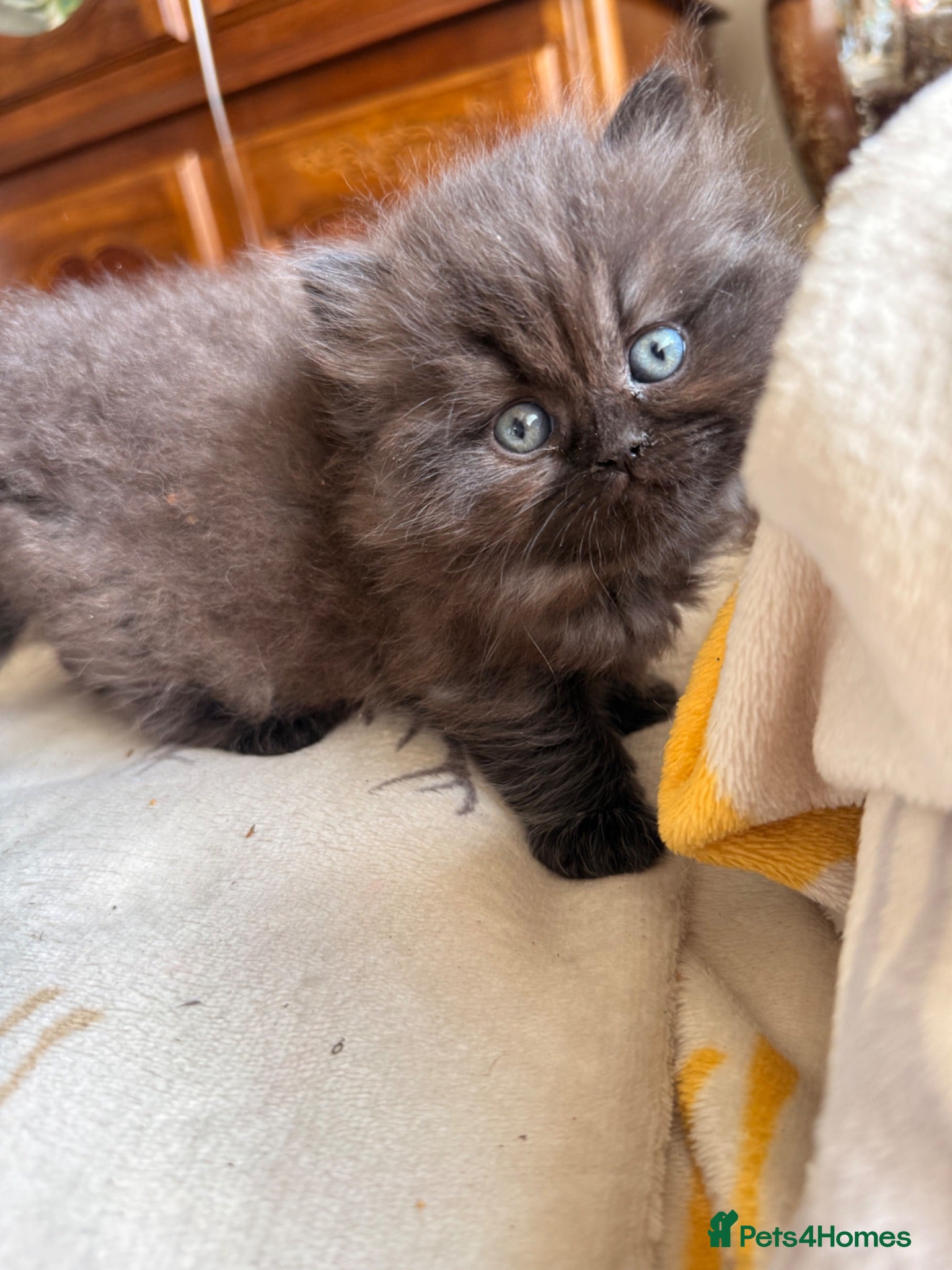 British Longhair cats Fluffy, short leg, show quality kittens available  - Advert 13