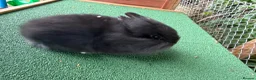 Lionhead rabbits for sale: 1 beautiful Lionhead - Advert 3