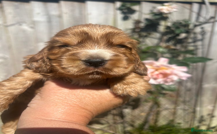 Cocker Spaniel dogs - Advert 4