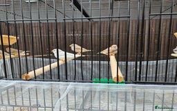 Finches birds for sale: Beautiful zebra finches - Image 3