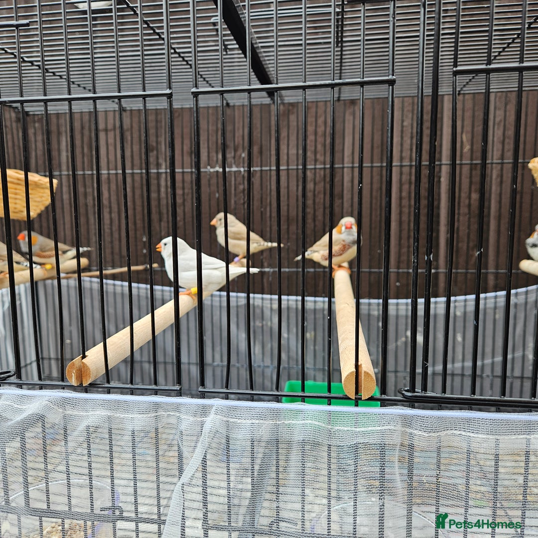 Finches birds for sale: Beautiful zebra finches - Image 3
