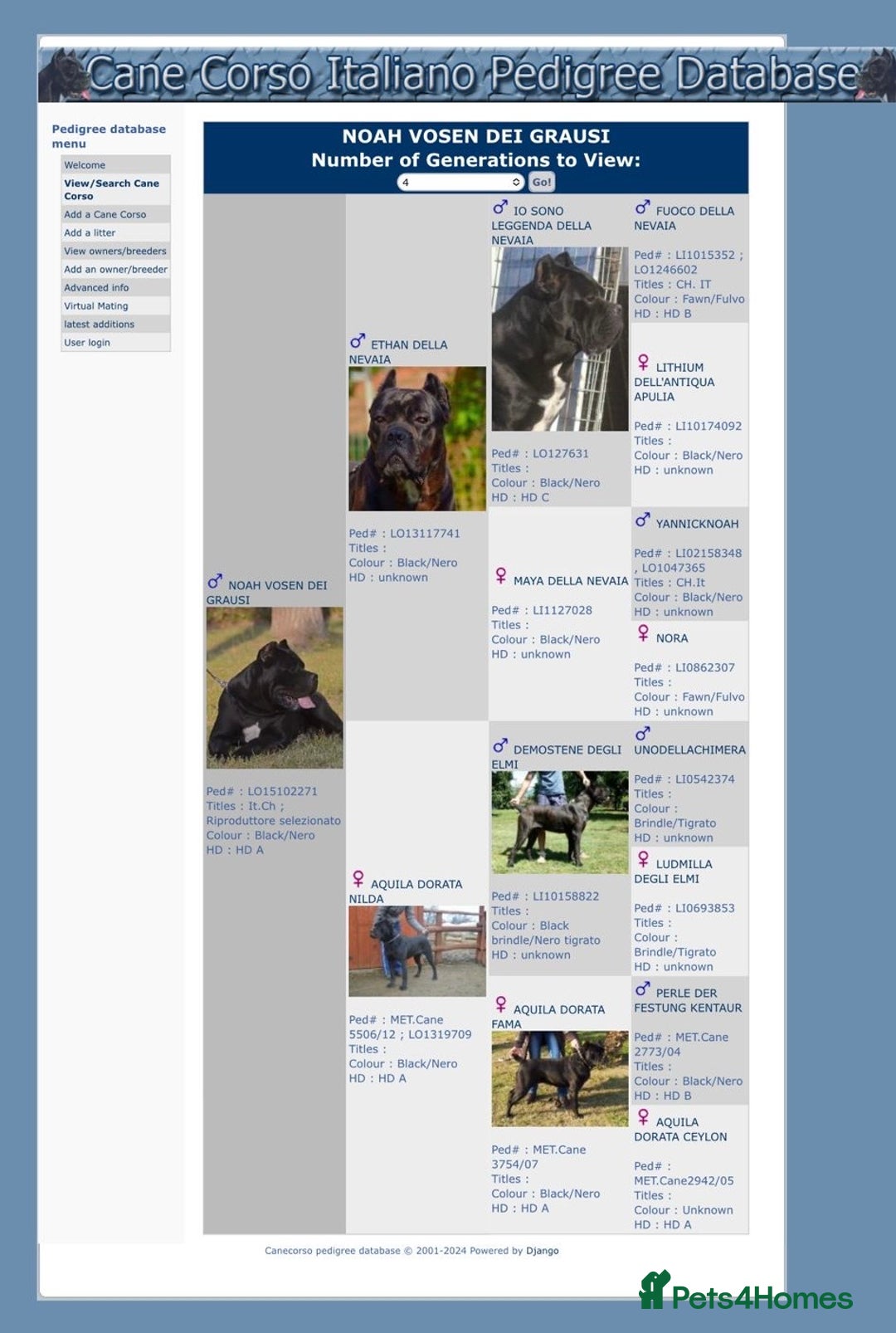 Cane Corso dogs for sale: Yuki & Aries Cane Corso Puppies  - Image 39