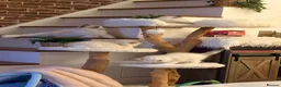 Ragdoll cats for sale: Pedigree show quality kitten Ragdolls 💝 - Advert 5