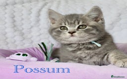 British Shorthair cats for sale: GCCF British Shorthairs **READY NOW** in Manchester - Image 17