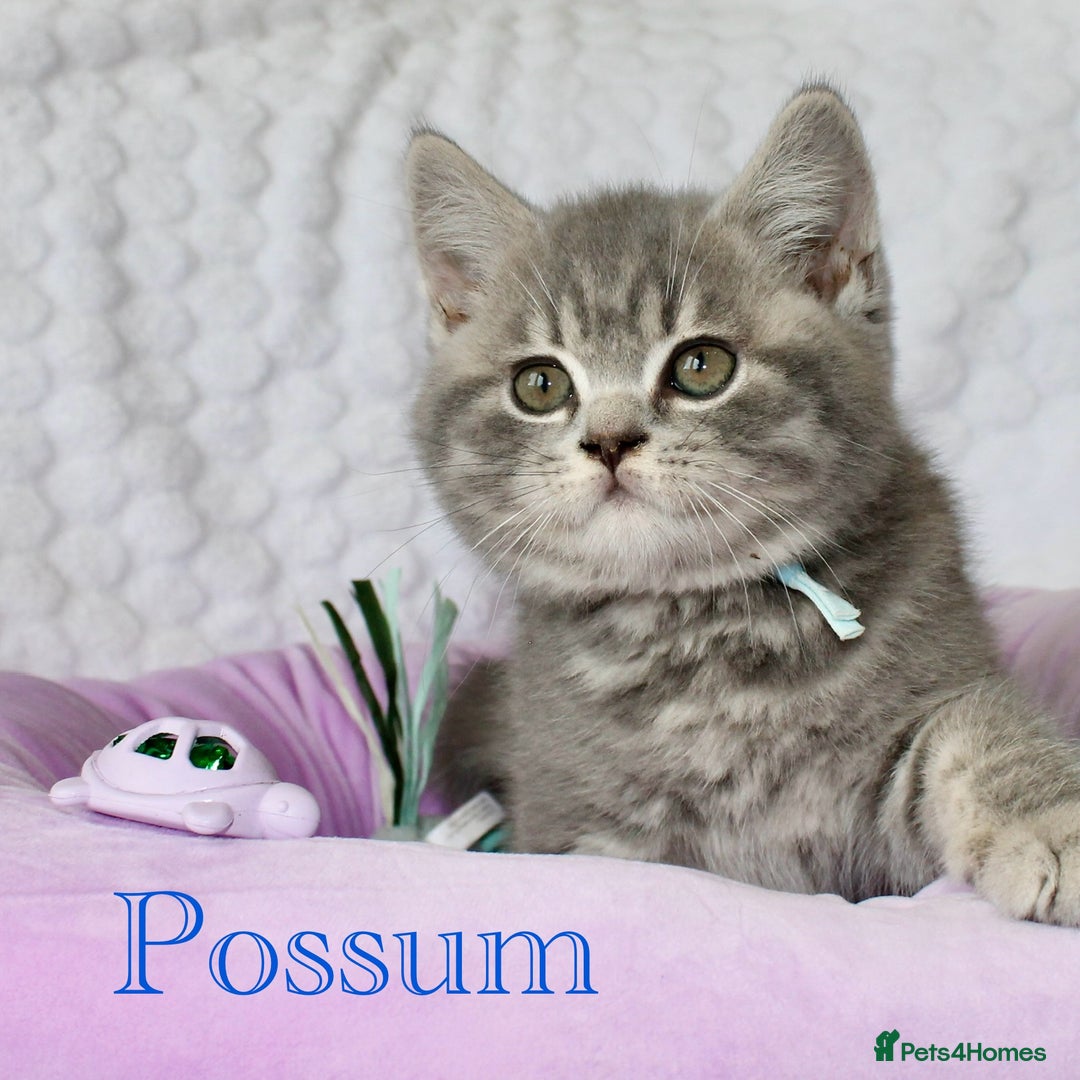 British Shorthair cats for sale: GCCF British Shorthairs **READY NOW** in Manchester - Image 17