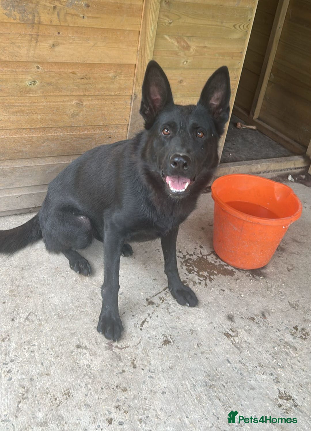 German Shepherd dogs for sale: GSD X MALI PUPS - Image 2