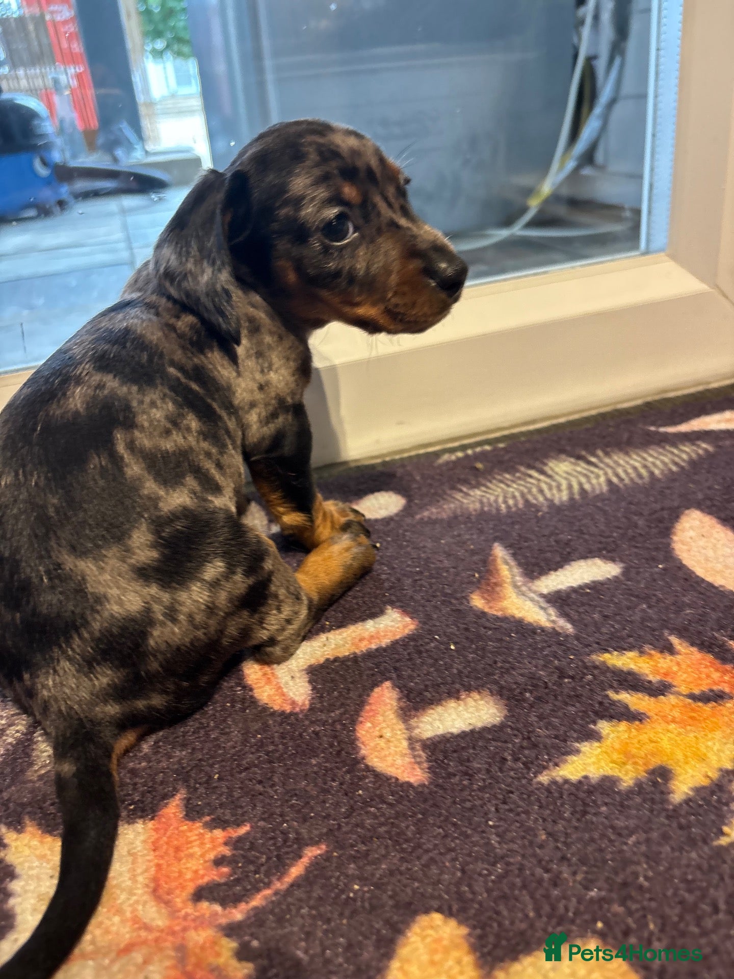 Miniature Dachshund dogs 8 beautiful miniture dachshund puppies!! - Advert 11