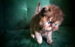 Persian cats for sale: Beautiful and Rare Purebred Persian Kittens - Image 5