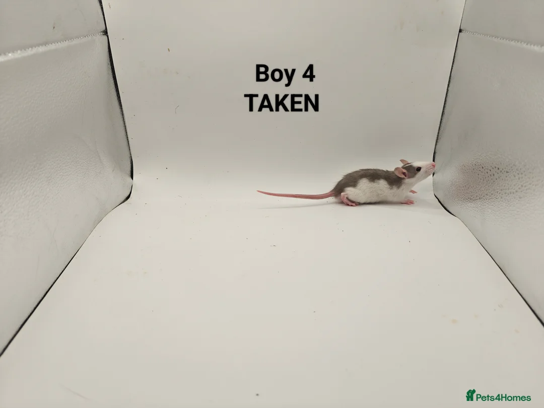 Rat rodents for sale: DEC: 24 Rats (3 Rats: 3 Boys Left) - Advert 5