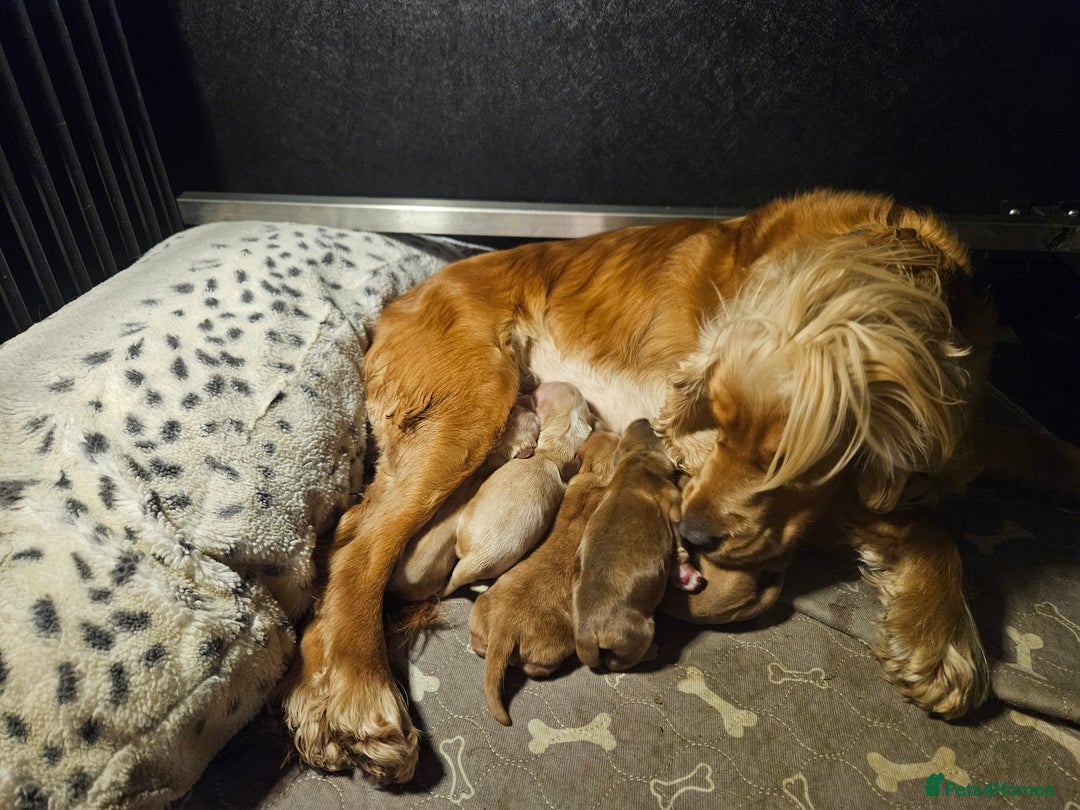 Cocker Spaniel dogs for sale: Health tested Boxing day show Cocker Spaniels   - Advert 5