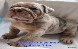 English Bulldog dogs for sale: Dwkc englìsh bulldog puppies  - Image 3