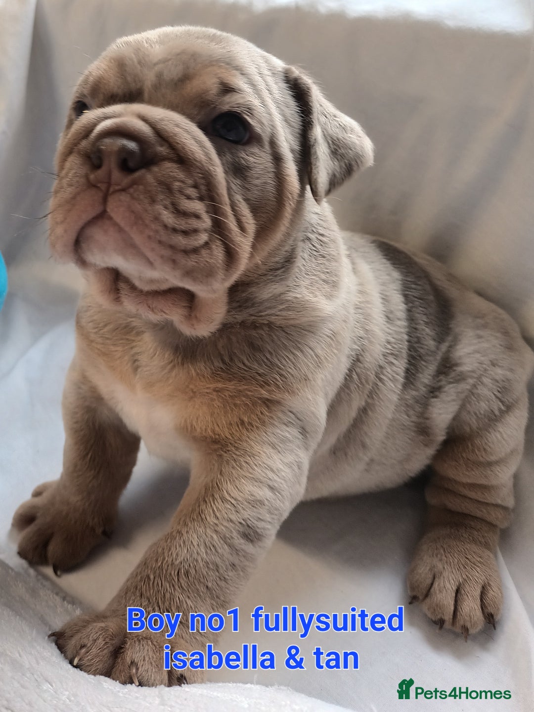 English Bulldog dogs for sale: Dwkc englìsh bulldog puppies  - Image 3