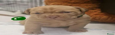 Dogue De Bordeaux 1