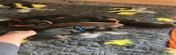 Miniature Dachshund dogs for sale: 🐾 MINIATURE DACHSHUND PUPPIES SHORT HAIRED - Advert 12