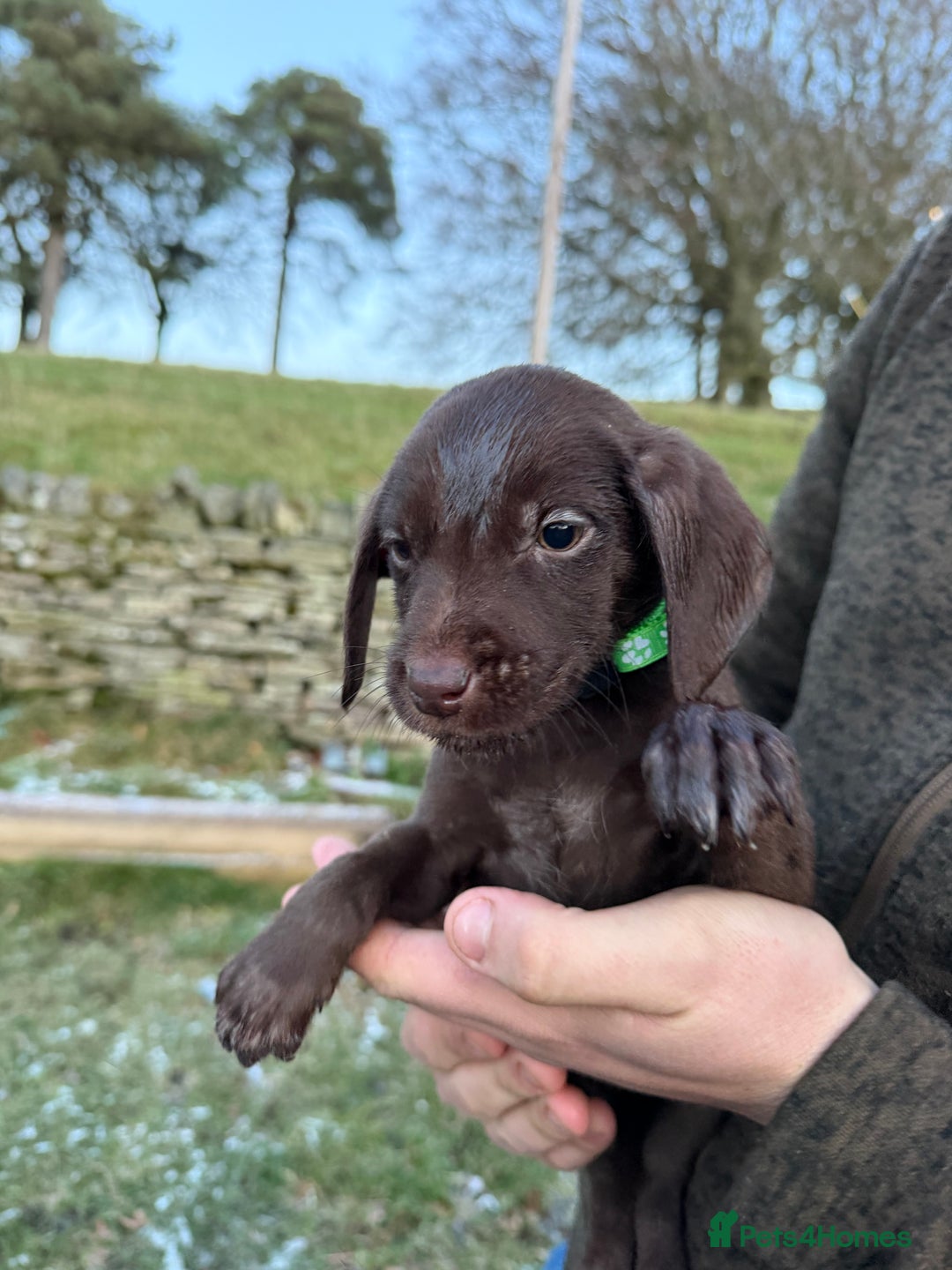 Mixed Breed dogs for sale: Stunning Labrador Pointer Puppies – Ready to go - Advert 37