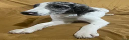 Sproodle dogs for sale: Sproodle pup's springer spaniel x poodle hypo coat - Advert 5