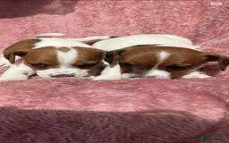 Jack Russell dogs for sale: Jack Russell Puppies  - Image 2