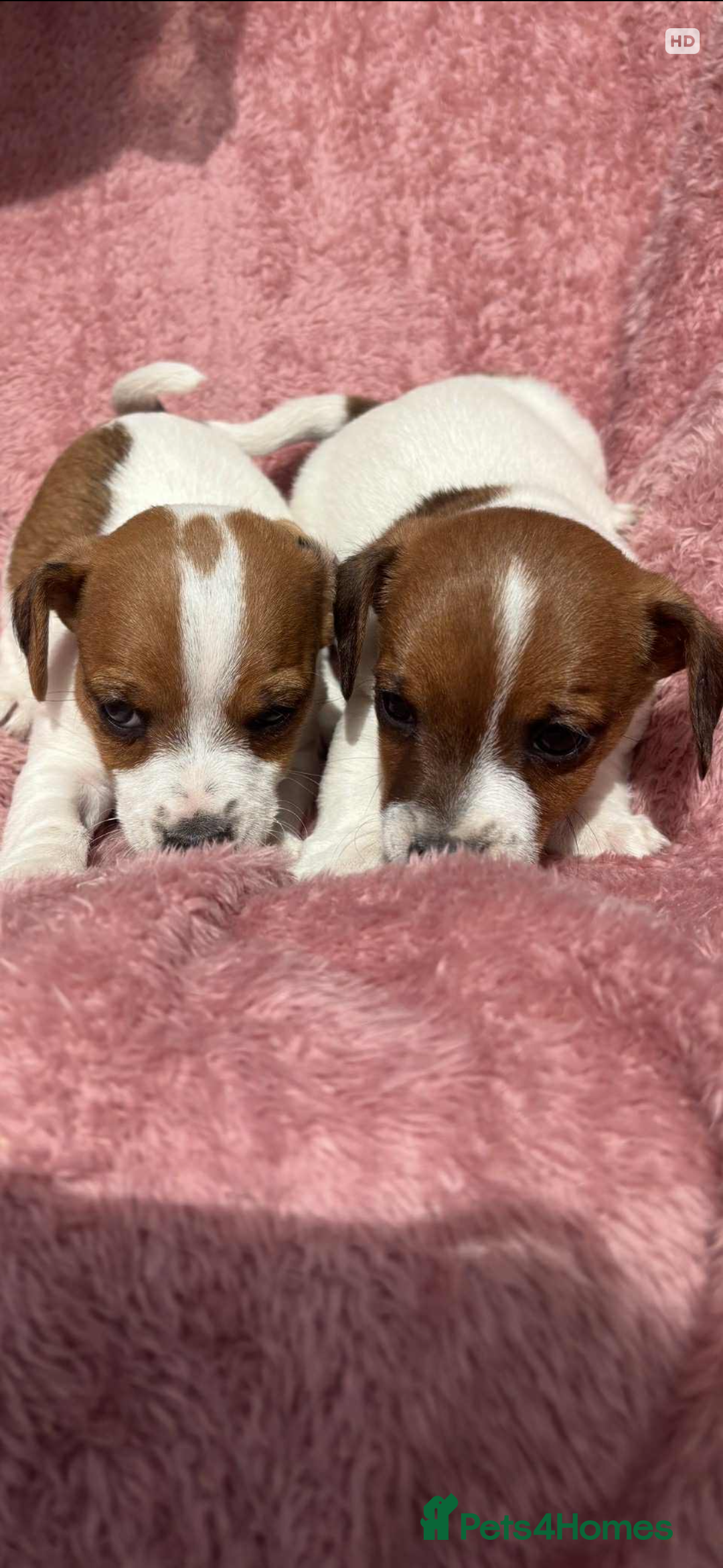 Jack Russell dogs for sale: Jack Russell Puppies  - Image 2