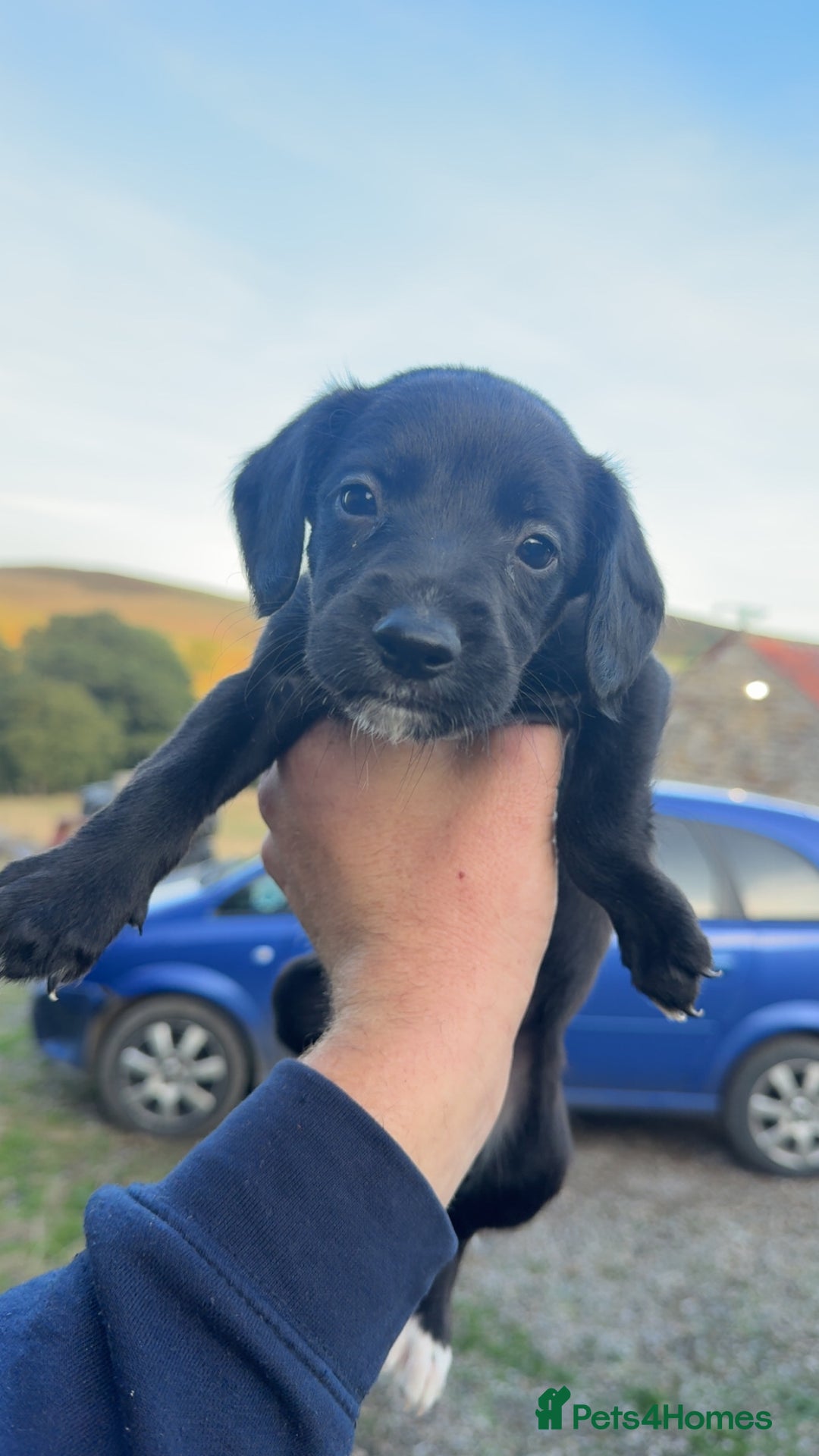 Mixed Breed dogs for sale: Lurcher x springer  - Image 4