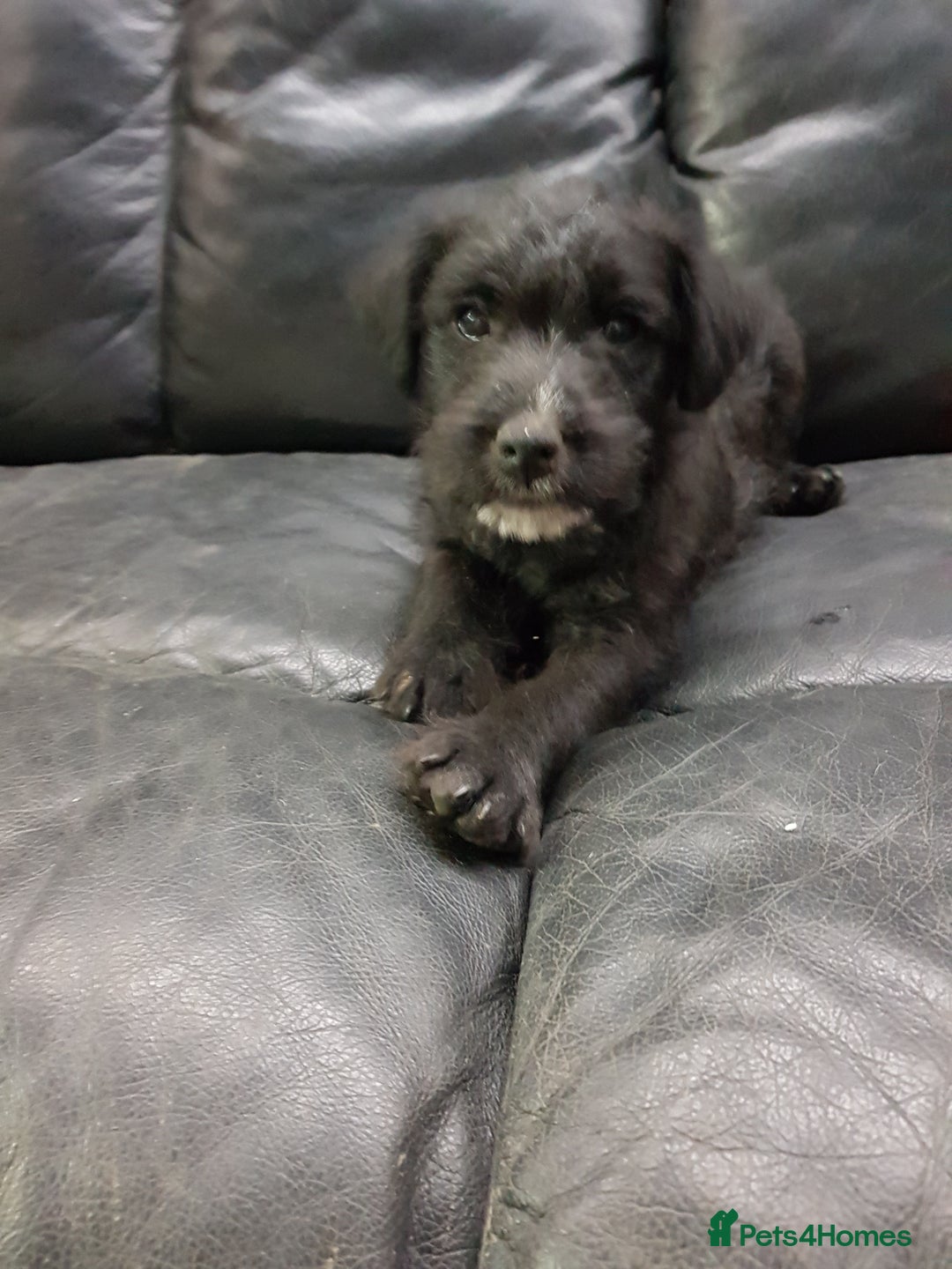 Mixed Breed dogs for sale: Lovely patterdale x Lakeland terrier pups - Advert 3