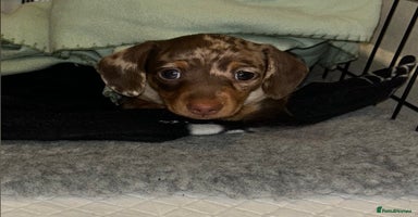 Miniature Dachshund dogs - Advert 7