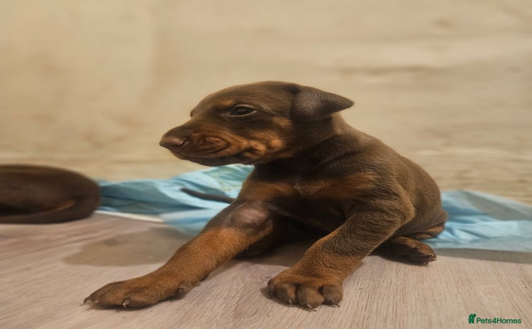 Dobermann dogs - Advert 1