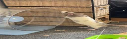 Rat rodents for sale: 4 Dumbo Rats  in Spalding - Advert 3