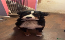 Bernese Mountain Dog dogs for sale: Bernese Mountain dog Puppy – Looking for Home - Advert 1
