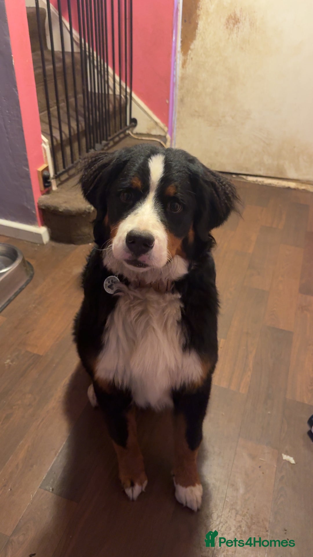 Bernese Mountain Dog dogs for sale: Bernese Mountain dog Puppy – Looking for Home - Advert 1