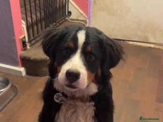 Bernese Mountain Dog dogs Bernese Mountain dog Puppy – Looking for Home - Advert 6
