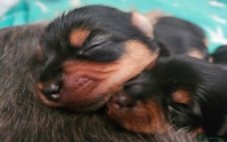 Yorkshire Terrier dogs for sale: Yorkshire terrier (miniature) - Image 15