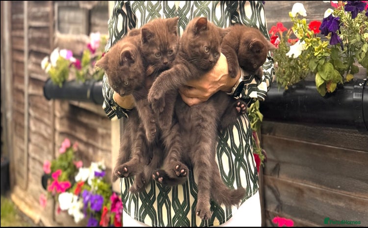 British Shorthair cats - Advert 5