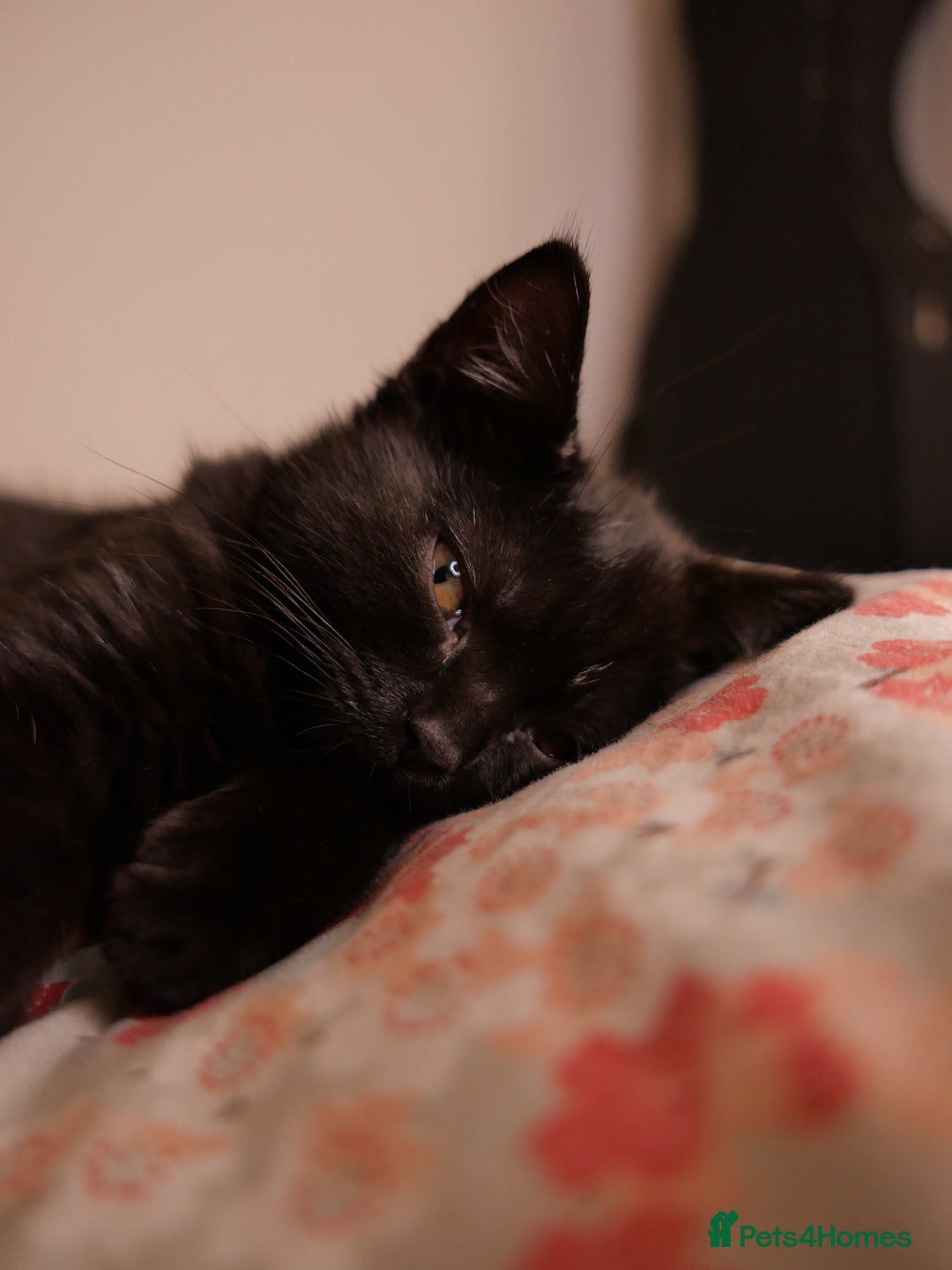 British Shorthair cats for sale: GCCF Registered British Shorthair Kittens -Cardiff - Advert 24