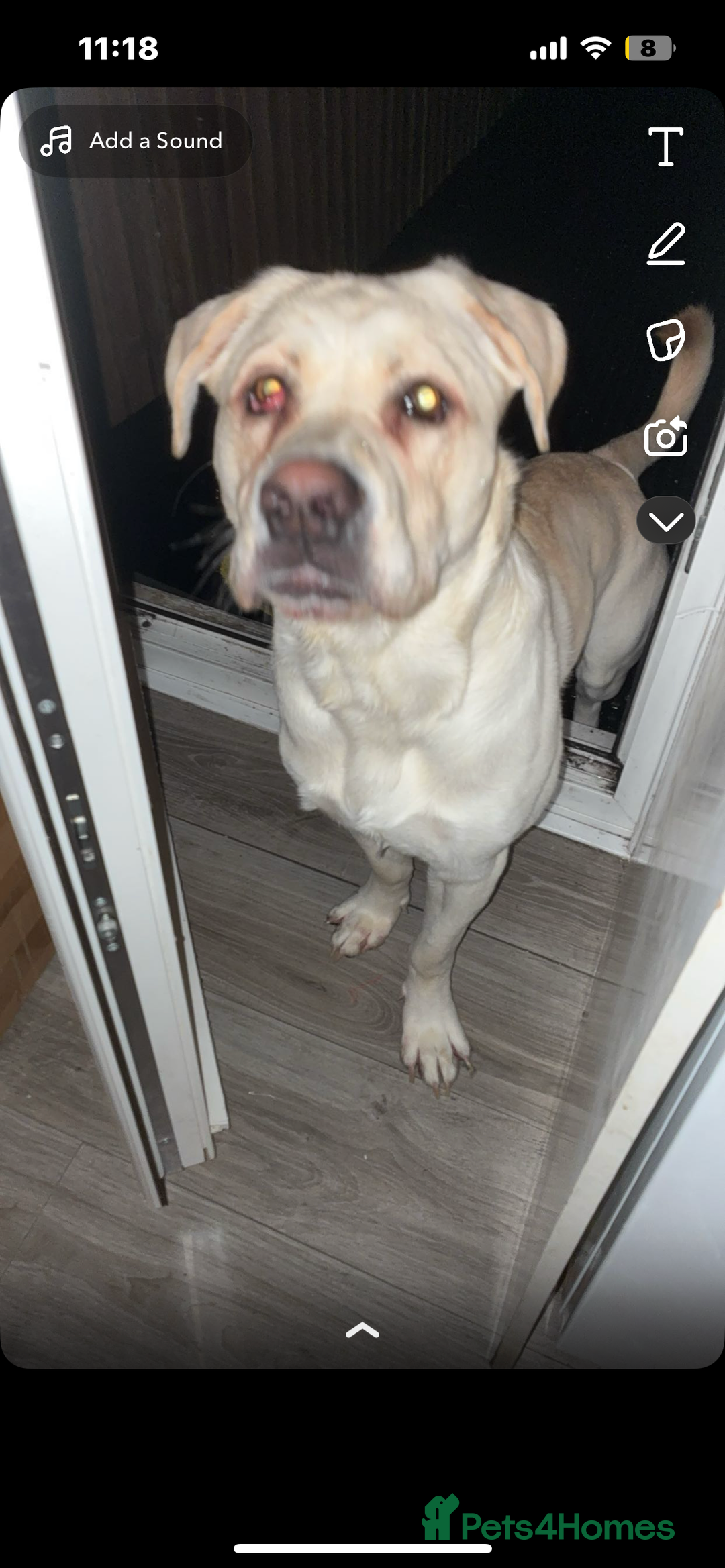 Mixed Breed dogs for sale: Marley for sale - Advert 2