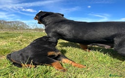 Rottweiler dogs for sale: Stunning chunky Rottweiler puppies - Image 31