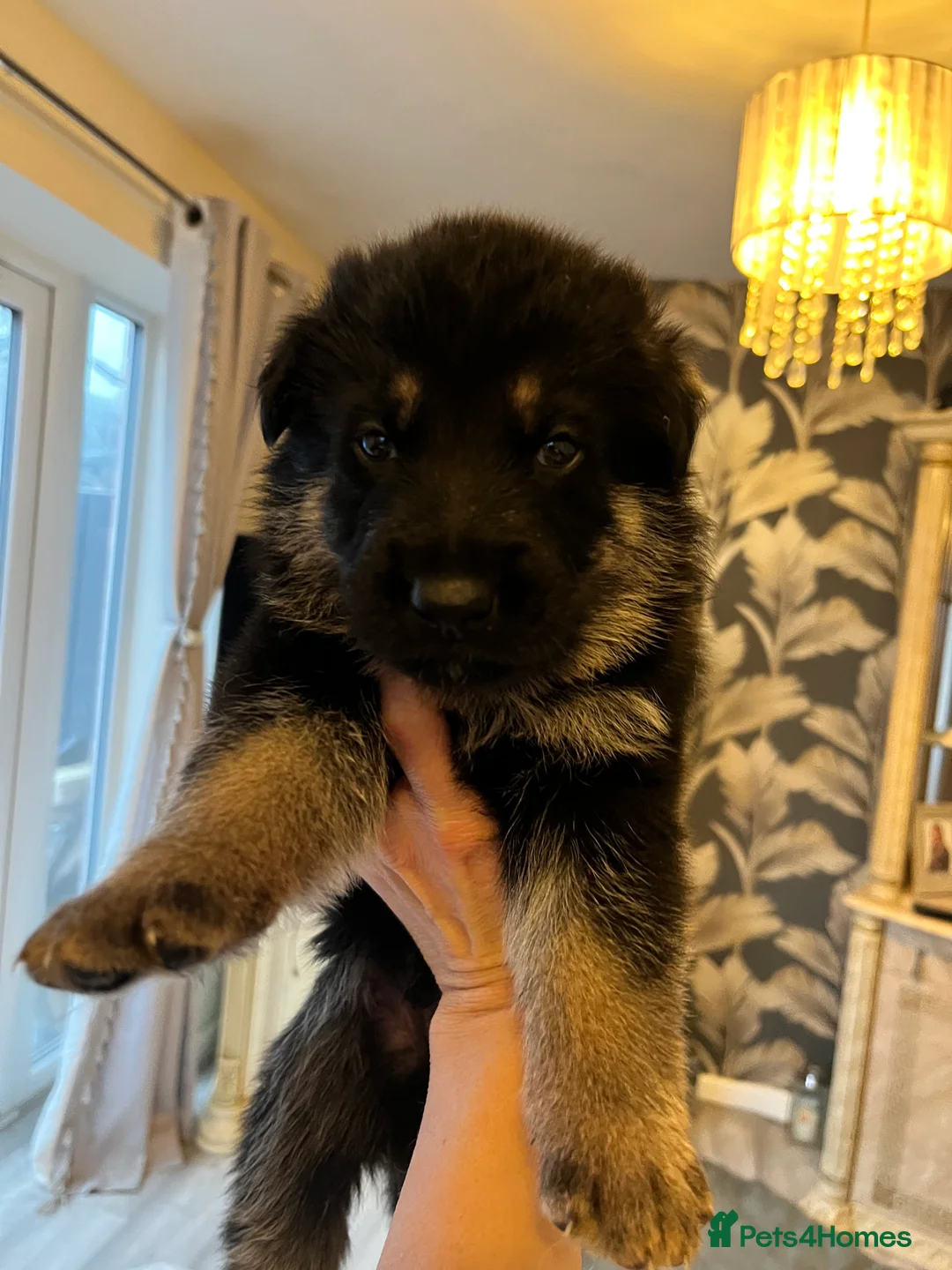 German Shepherd dogs for sale: German shepherd puppies  - Advert 11