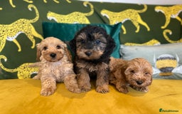 Cockapoo dogs for sale: F1 cocapoos - Image 2