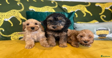 Cockapoo dogs - Advert 6
